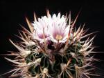 Stenocactus lamellosus (seeds)